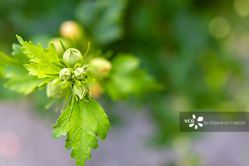 淡粉色木槿花蕾图片素材