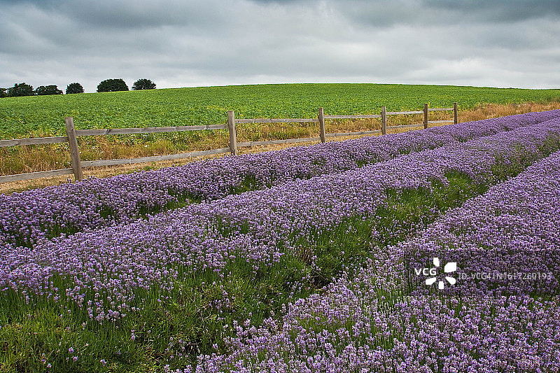 英国乡村图片素材
