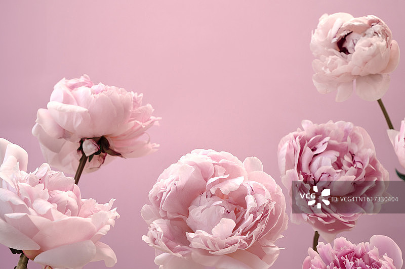 粉色背景上的精美牡丹花，适用于天然化妆品和环保产品的抽象花卉背景图片素材