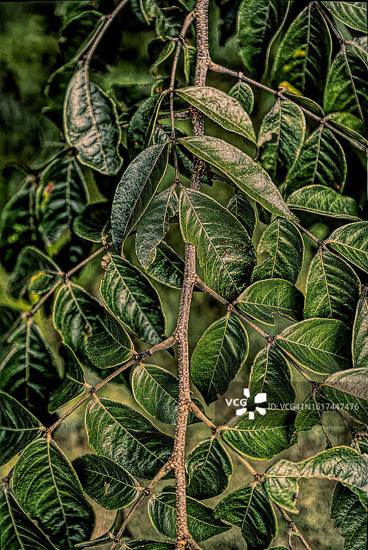 图形树叶图片素材