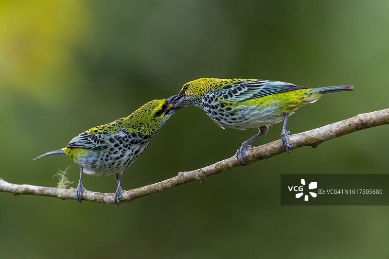 斑点唐纳雀图片素材