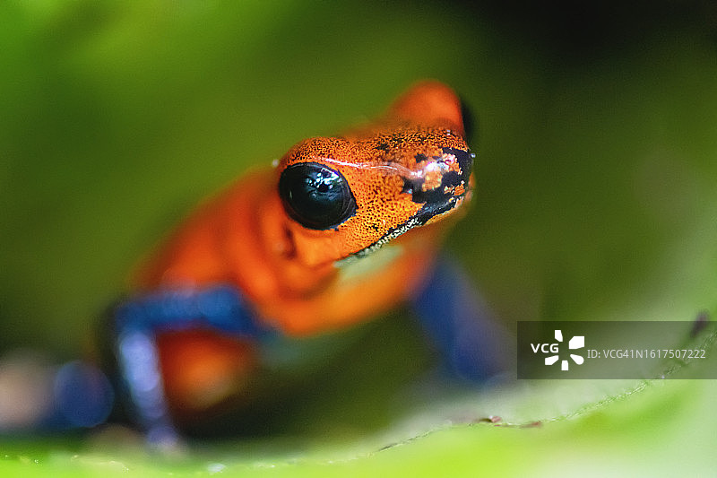 雨林中的可爱红蛙：草莓箭毒蛙图片素材