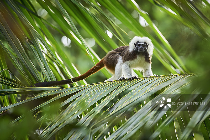 棉顶绢毛猴图片素材