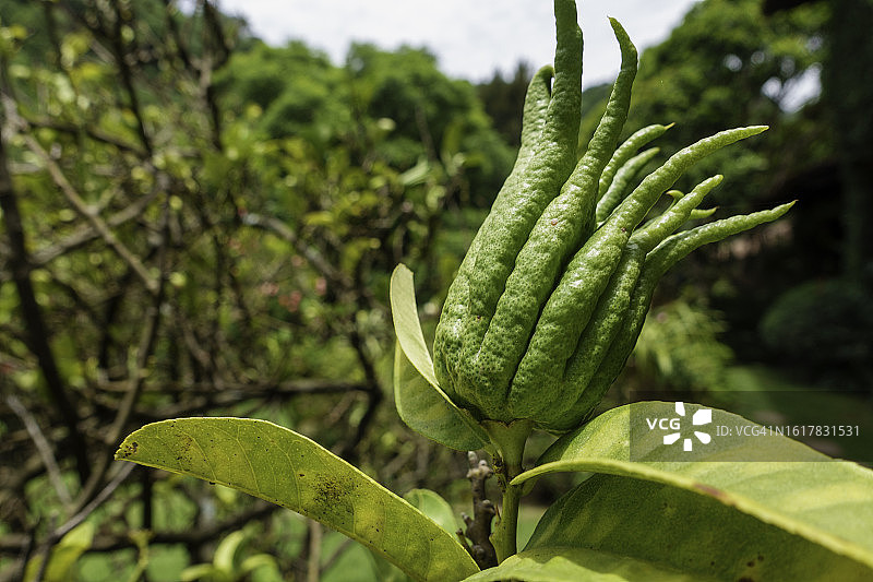 佛手柑橘图片素材