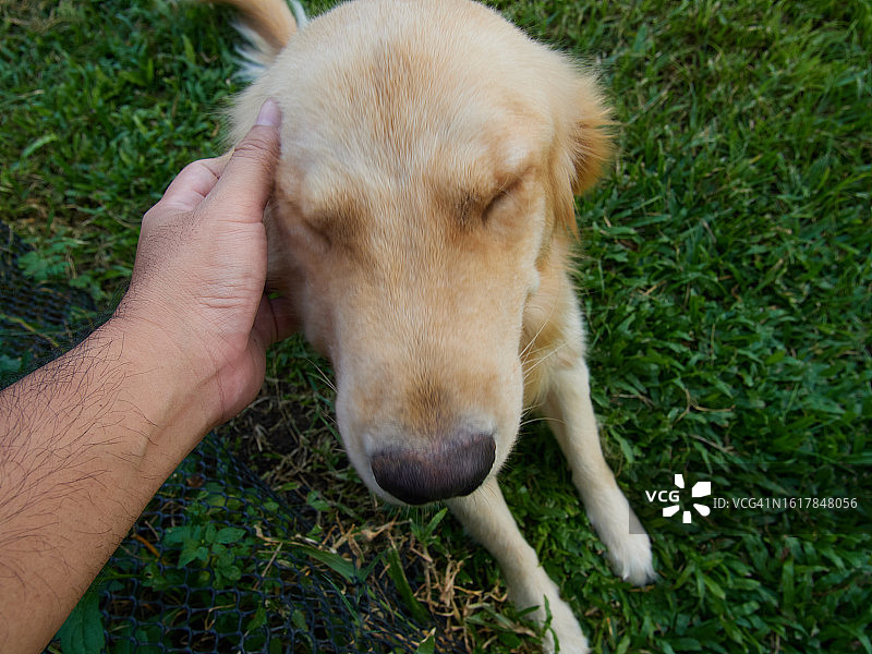 金毛寻回犬求主人抚摸头部图片素材