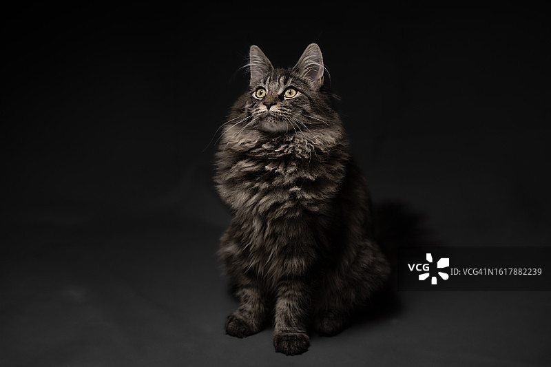 颈褶小猫图片素材