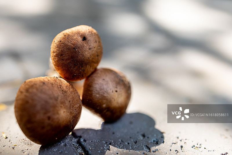 石材背景上的奢华帽形真菌图片素材