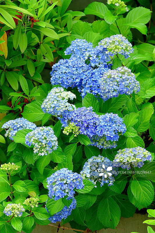 圆锥绣球：多茎木本落叶灌木，花朵鲜艳图片素材