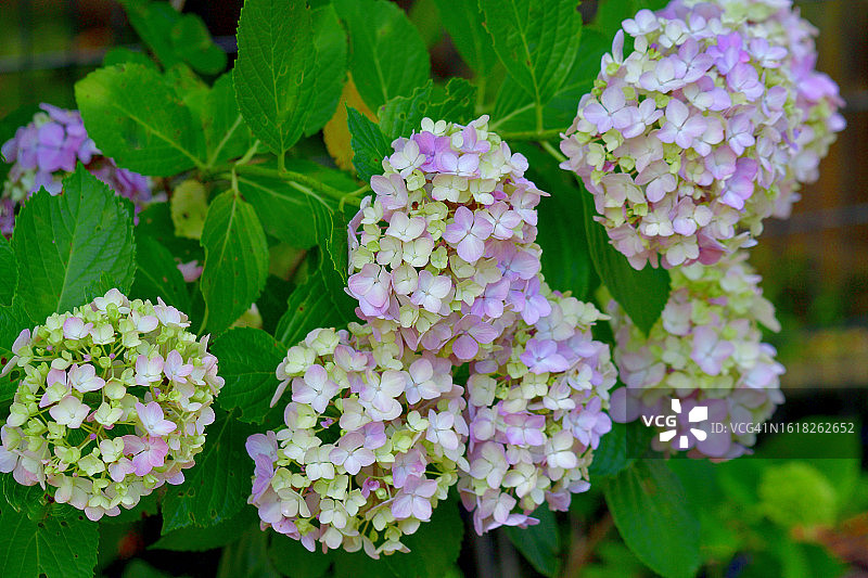 圆锥绣球：多茎木本落叶灌木，花朵鲜艳图片素材