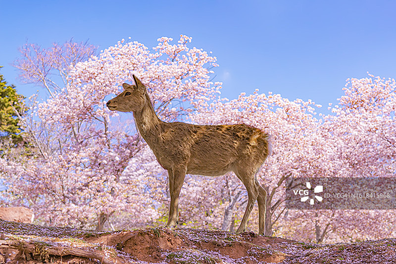 日本奈良公园春季盛开的粉色樱花与鹿图片素材