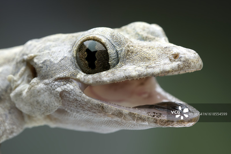 印度尼西亚飞壁虎特写图片素材