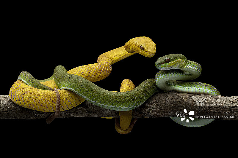 印度尼西亚树枝上绿色蝮蛇与黄色蝮蛇图片素材