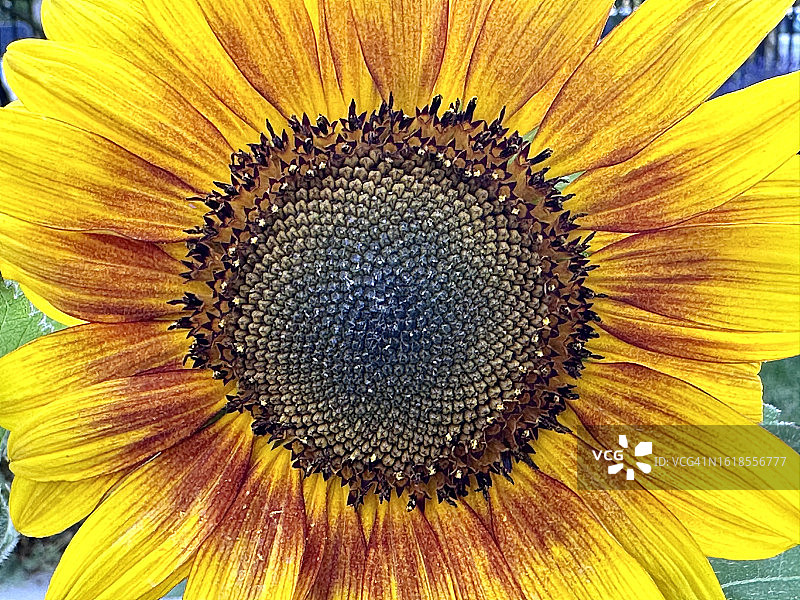 盛开的向日葵特写图片素材