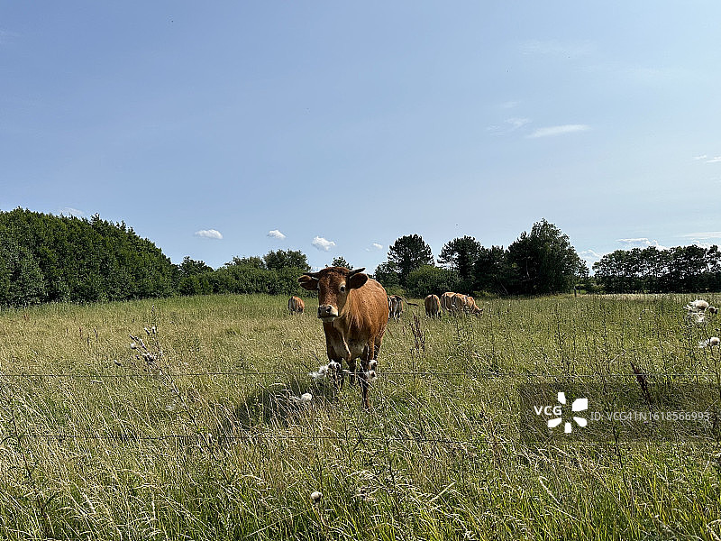 在丹麦日德兰半岛萨姆索岛诺德比的田野里吃草的奶牛图片素材