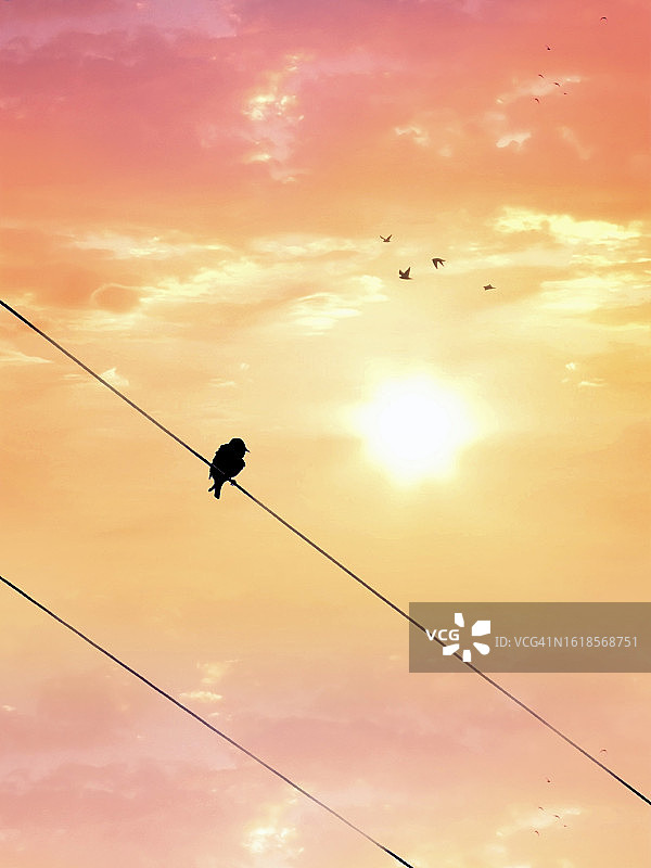 日落时分栖息在美国电缆上的鸟剪影图片素材