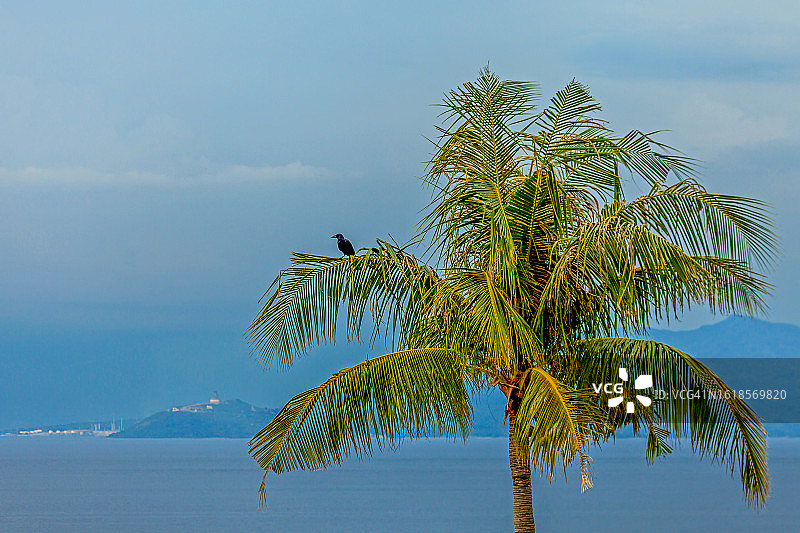 菲律宾吕宋岛八打雁省卡拉巴松的海洋棕榈树图片素材