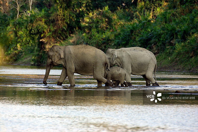 阿萨姆邦卡齐兰加国家公园在河中行走的大象家族图片素材
