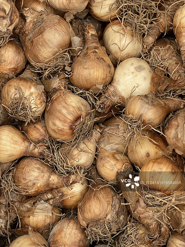 特写：胡安妮塔黄色和橙色水仙花球茎图片素材