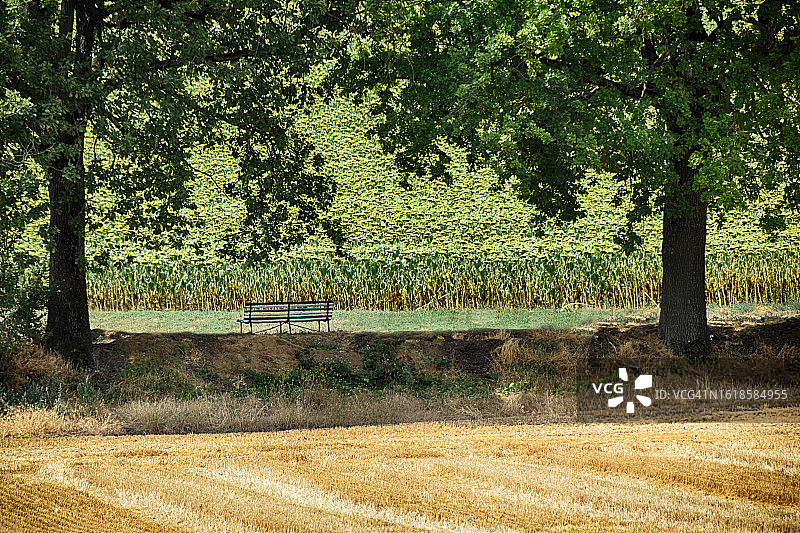 意大利蒙费拉托向日葵花田旁的长椅图片素材