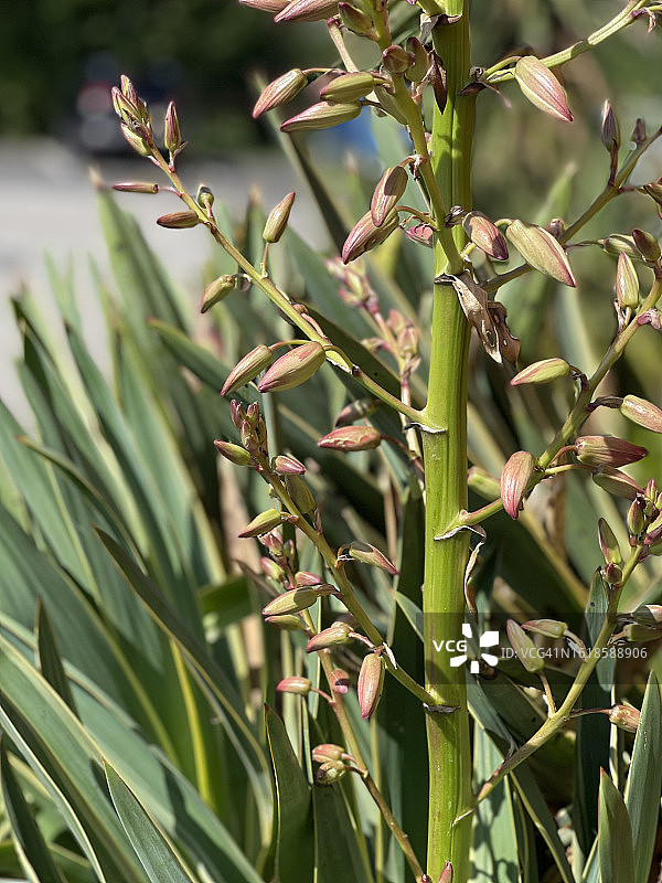 西班牙刺葵（丝兰属）含苞待放的特写图片素材