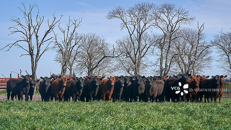 草地上的牲畜技术创新图片素材