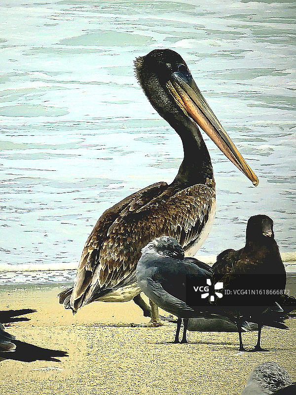 沙滩上的鹈鹕和海鸥图片素材