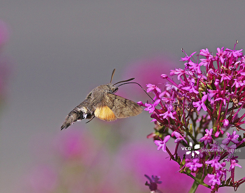蜂鸟鹰蛾图片素材
