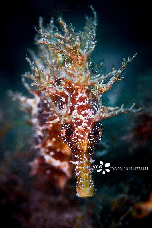 长吻海马图片素材