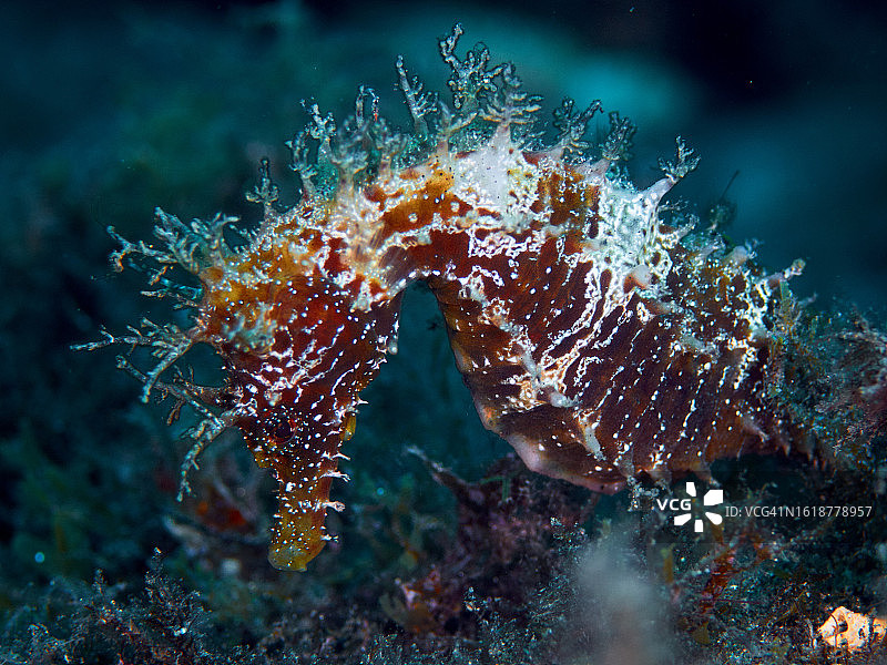 长吻海马图片素材