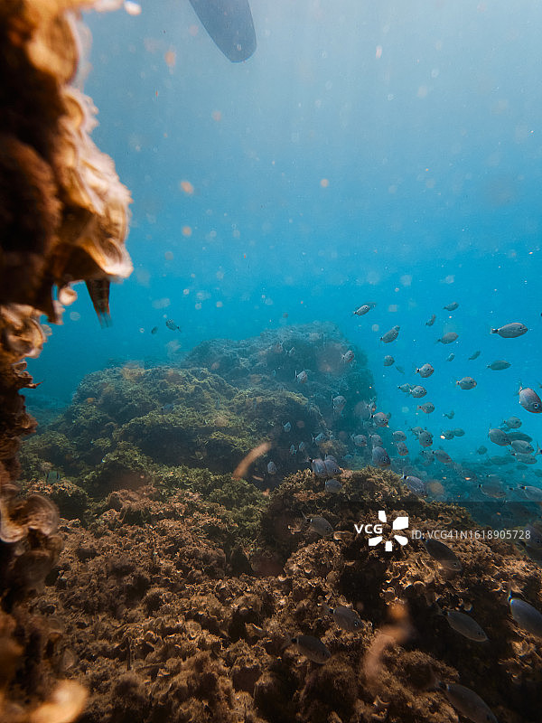 鱼群环绕的珊瑚礁水下图像图片素材