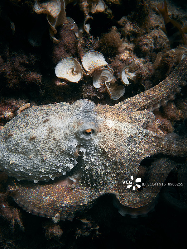 水下美丽的章鱼图片素材