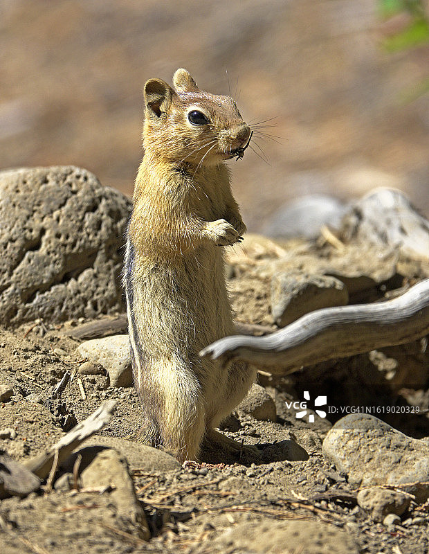 金色披肩地松鼠图片素材