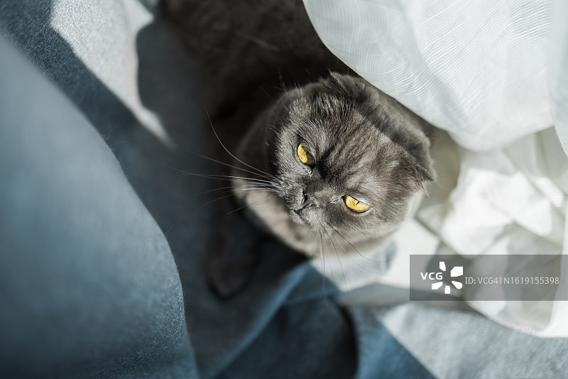 懒猫躺在地板上，蓝灰色苏格兰折耳短毛猫图片素材