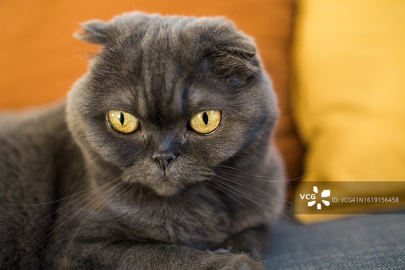 高傲蓝灰色苏格兰折耳猫图片素材