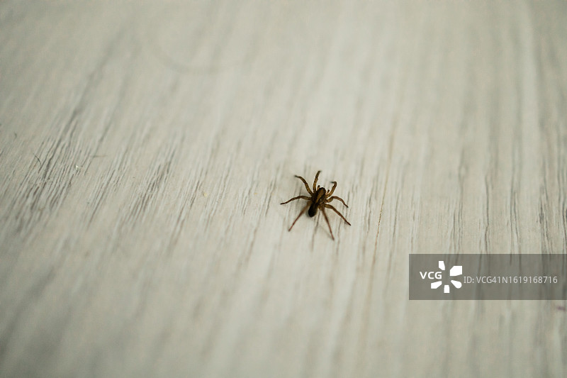 在瓷砖地面上爬行的小蜘蛛：害虫和昆虫图片素材