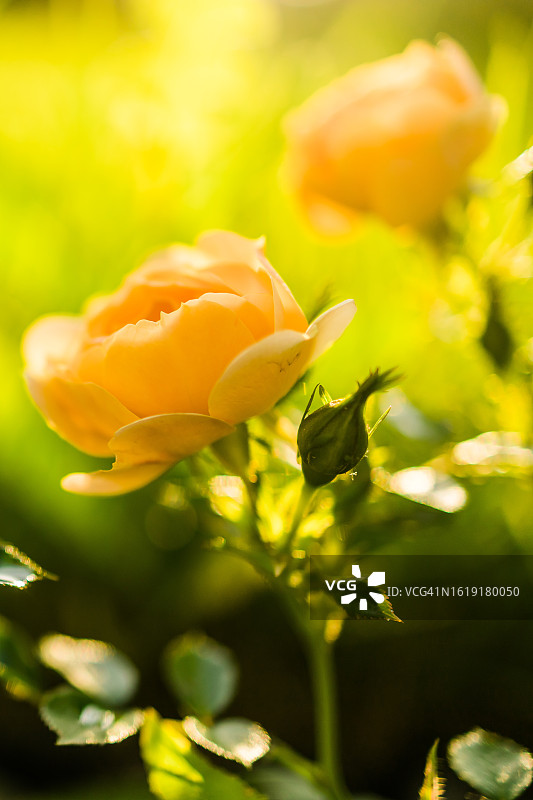 夏日花园里的一束黄色小玫瑰。妇女节里的小玫瑰。新鲜玫瑰花图片素材