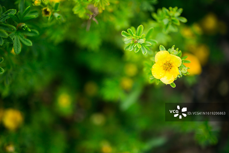 金露梅花朵的俯视特写，带文案空间图片素材