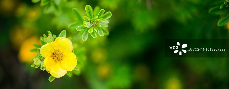 金露梅花朵的俯视特写，带文案空间图片素材