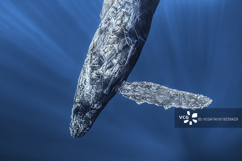 座头鲸图片素材