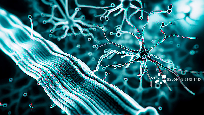 神经肌肉接头图片素材