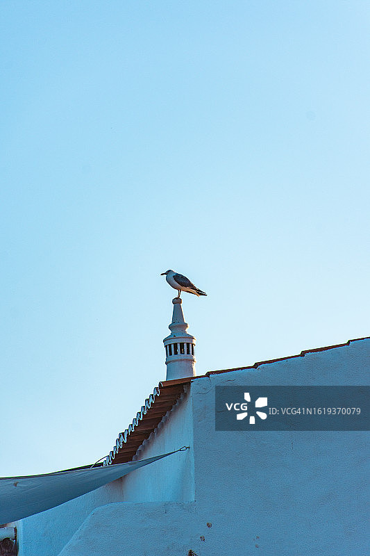 房顶上的海鸥图片素材