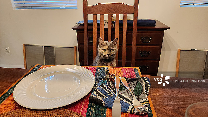 等待晚餐的猫咪图片素材