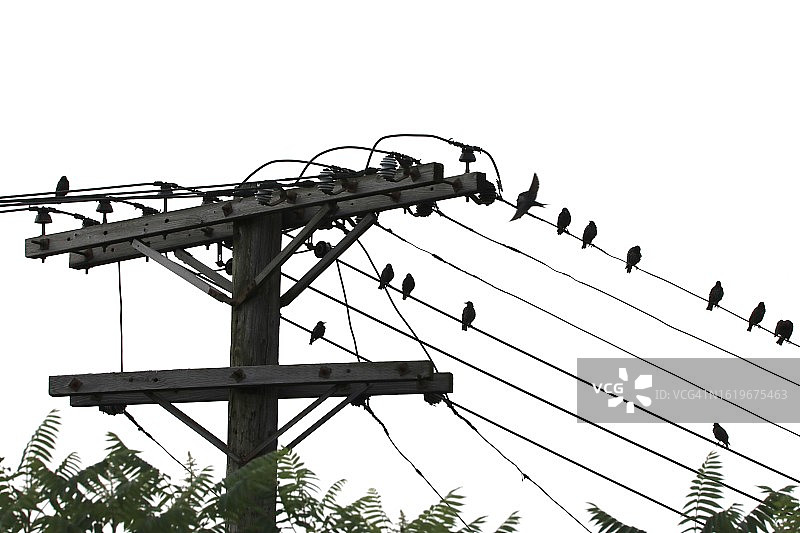 一群鸟在电线上欣赏风景图片素材