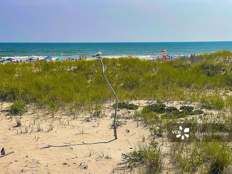 栖息在沙地树枝上的鸟图片素材