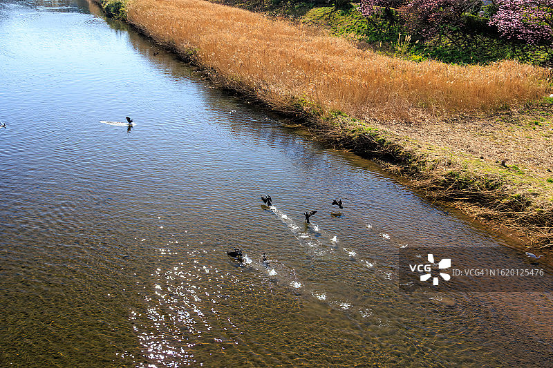 大鸬鹚群，南樱花和油菜花节，日野，南伊豆，贺茂郡，静冈县图片素材