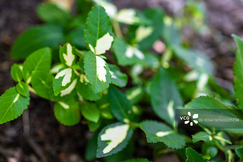 卫矛（又名月影）图片素材