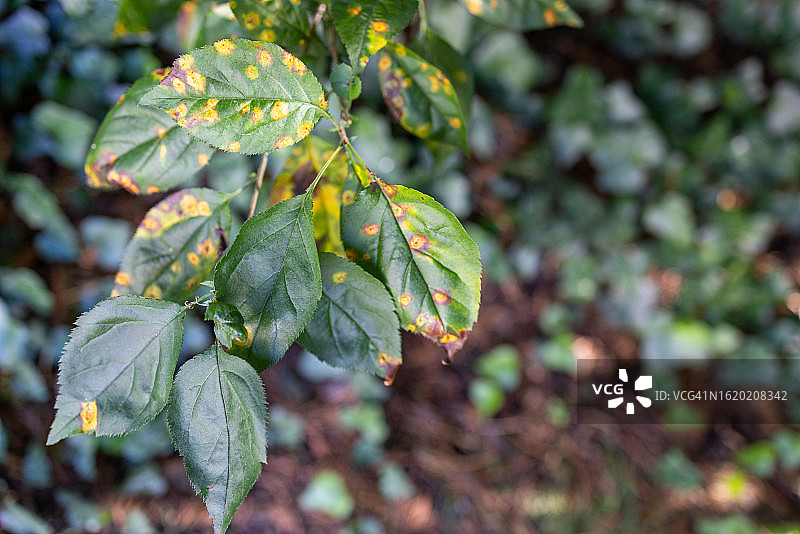 树木真菌或病害或锈病图片素材