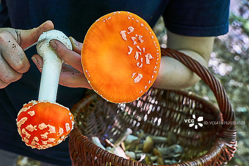 毒蝇伞图片素材