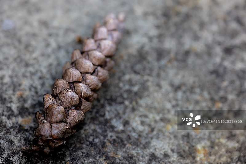 单个松果图片素材