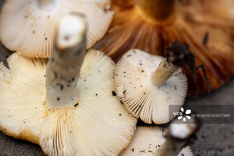 可爱的红菇或苦杏仁脆柄菇的底部图片素材